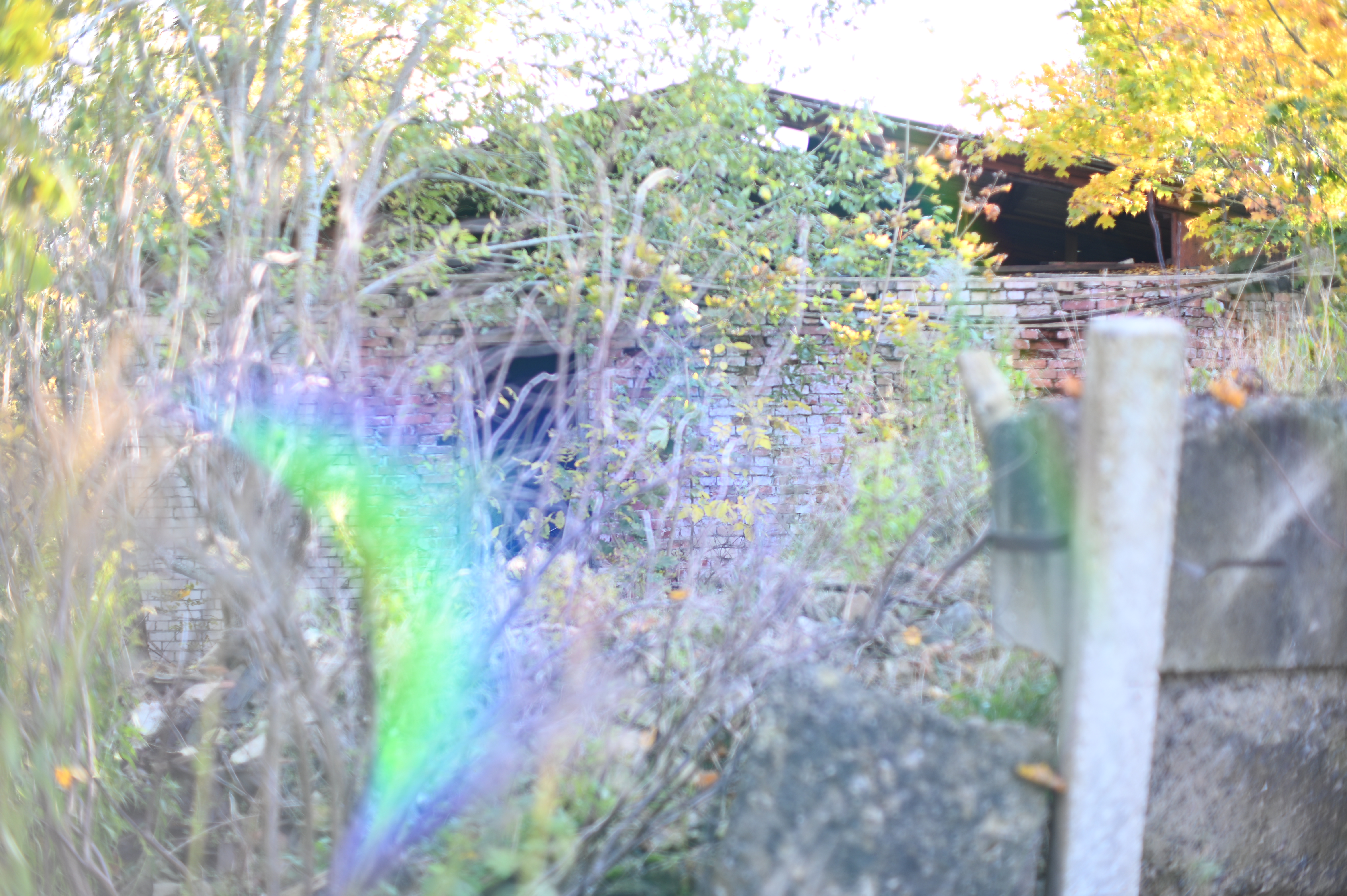 2025/10/18 - walk/DSC_0068.JPG